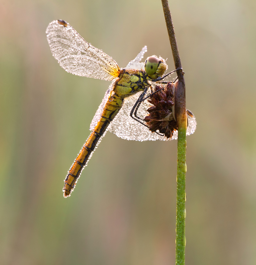 Dew covered Common Darter 5